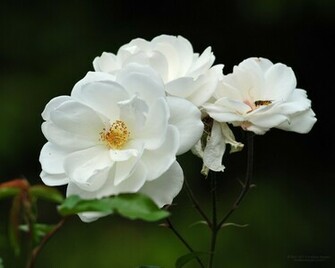 Beautiful Flowers Russ Nikita Desktop
