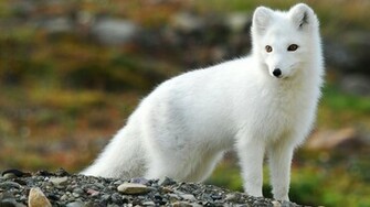 Arctic Fox Wallpaper