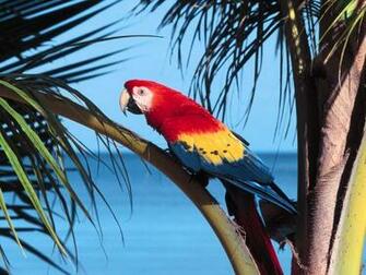 Pictures Of Exotic Birds Wallpaper