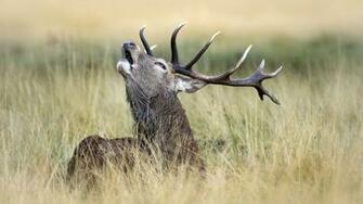 Fav Rate Tweet Animals Deer Resolution Date