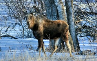Animal Moose Wallpaper