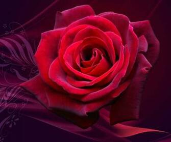 Description Depicting Beautiful Roses Wallpaper HD 3d Red
