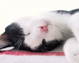 Cats Wallpaper Desktop Try Spot