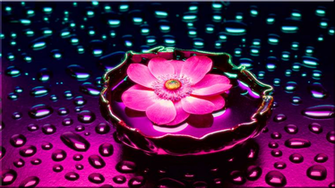 Pink Blossom Water Drops Wallpaper