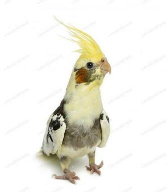 Cockatiel Nymphicus Hollandicus In Front Of A White Background