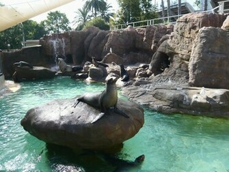 Sea Lion Wallpaper By Iamsointense
