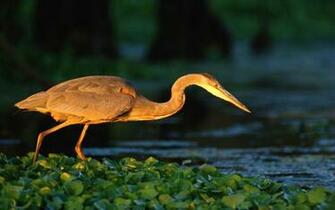 Wallpaper Heron Grass Great Blue