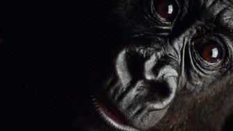 Elegant Interstellar 4k Wallpaper Gorilla