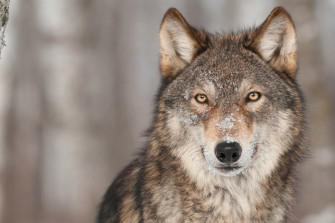 Eine Chance F R Den Wolf Wallpaper