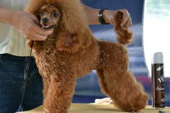 Poodle Wallpaper Desktop