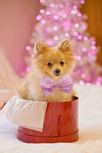 HD Christmas Dog Wallpaper Io