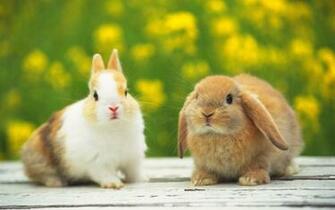 Cute Baby Rabbits HD Wallpaper In Animals Imageci