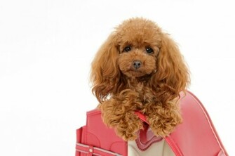 Cuddly Poodle Wallpaper By Bubupoodle