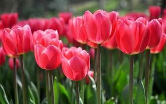 Pink Tulips Wallpaper Flower