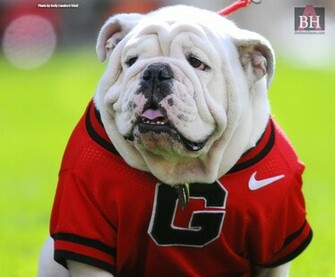 Uga Wallpaper
