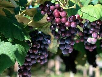 The Red Grapes Wallpaper Desktop