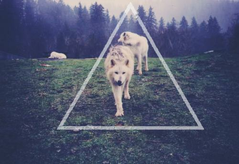Wolf Wolfs Animals Trippy Acid Mdma Lsd Psy Psychedelic Drugs Psycho