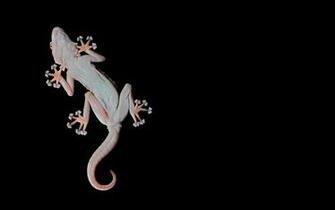 Fantastic Lizard Wallpaper