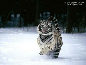 Snow Tiger Background Wallpaper For Desktop