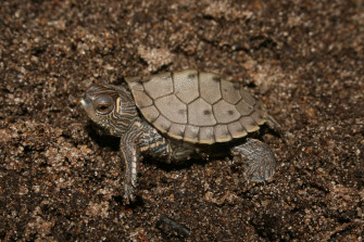 Cute Turtle Wallpaper