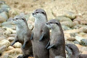 File Otters In A Row Jpg