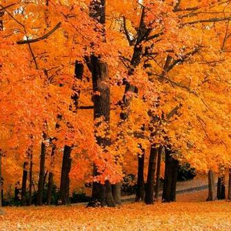 iPad Background Autumn Image Pictures Becuo