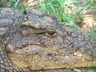Full HD Crocodile Desktop Wallpaper Background