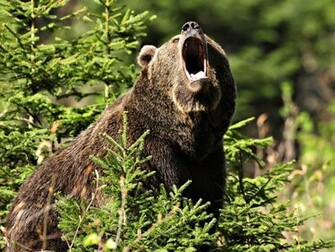 Bear Grizzly