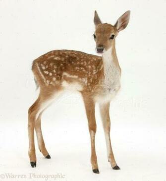 Sasha Miladinovic On Forest Spirit Fallow Deer
