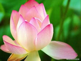 Url Dream Wallpaper Flower Lotus