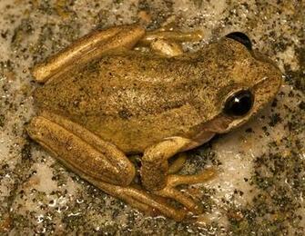 File Brown Tree Frog Jpg