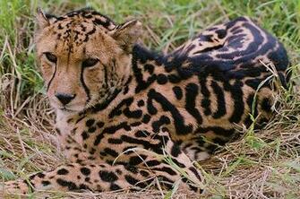 The King Cheetah Amazing Facts Pictures Wildlife