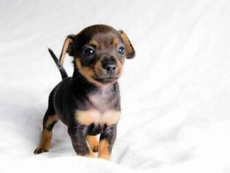Miniature Pinscher Wallpaper HD