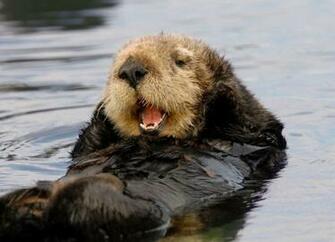 Animals Sea Otter Quality HD Wallpaper
