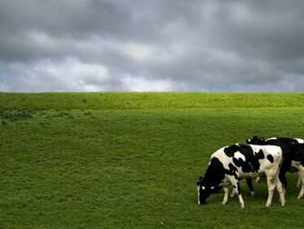 Holstein Cows HD Desktop Wallpaper Widescreen High Definition