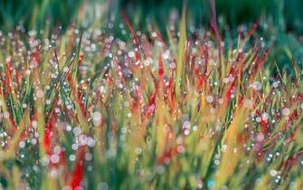 Wallpaper Morning Dew On Grass HD Expert
