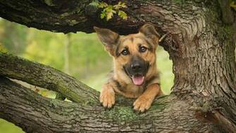 Wallpaper German Shepherd Dog Muzzle Wood