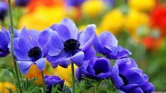 HD Pretty Flowers Fullscreen Wallpaper
