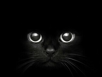 Black Eyes Wallpaper Beautiful Cat