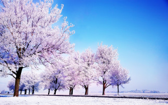 Winter Background Image Wallpaper