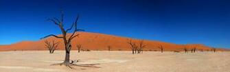 Desert Shrubs Wallpaper