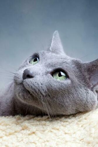 Animals Cat Mobile Wallpaper Mobiles Wall