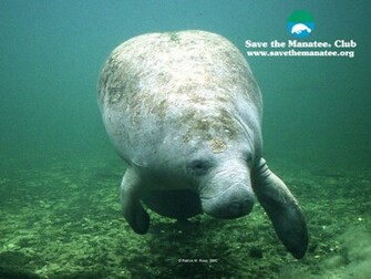 Manatee Wallpaper