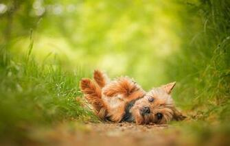 Wallpaper Yorkshire Terrier York Dog Eyes