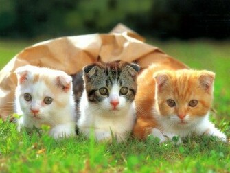 Cute And Funny Pet Wallpaper