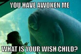 Funny Animals With Captions Desktop Wallpaper