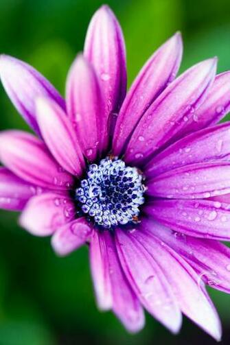 Purple Daisy HD Wallpaper For Kindle Fire HDx HDwallpaper Net