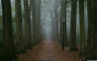 Foggy Gloomy Day UltraHD Wallpaper Printed