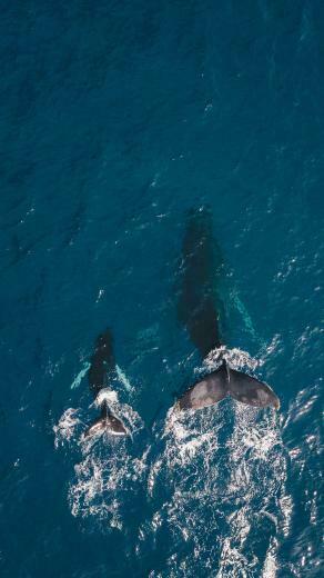 Take Stunning Aerial Image Of Nature With These Awesome Dro