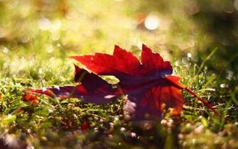 Maple Leaf Desktop Wallpaper High Definition